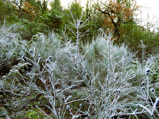  Le vallon de Pétarelle, la crête et défilé du Rocher 21/01/2024