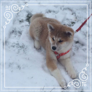 Japan Akita, Umeko of Kishi Ken, Welpe, Puppy, Zucht, Hund, Hundezucht, Hakucho no Yama, Unterfranken