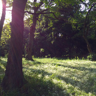 小石川植物園ではスターオブベツレヘムの花の群生を見ることができます。