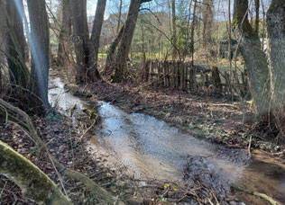 Ochsenbach ca. 500 m vor der Mündung in den Gauangelbach