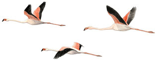 Flamant rose (Phoenicopterus roseus)