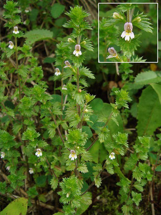 タチコゴメグサ (立小米草)　ハマウツボ科