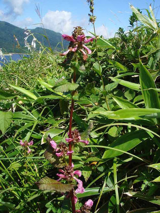 　シオガマギク　(塩釜菊)　ハマウツボ科