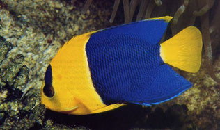 Aquariophilie