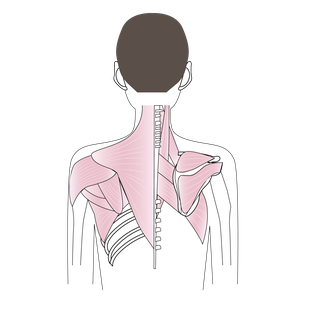 肩甲骨周りの筋肉