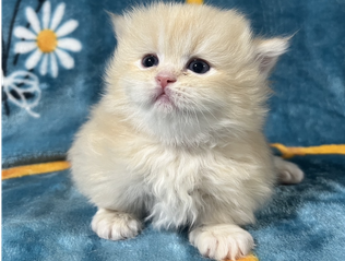 ミヌエット　仔猫　販売　京都　長毛