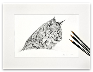 Luchs Bleistiftzeichnung Bild Zeichnung Schwarz Weiß
