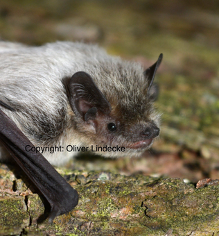 A pipistrelle colour morph from Pape.
