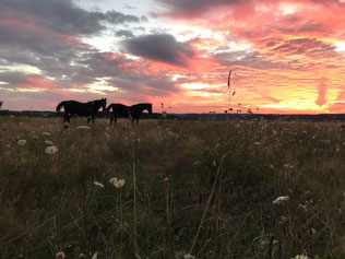 Pferde im Sonnenuntergang