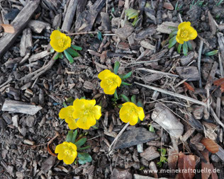 Kraftquelle, Meine Kraftquelle, Schönes im Februar, Frühling