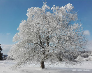 Baum im Schnee, Schneebaum, Hoherodskopf im Winter