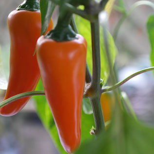 paprika kweken, paprika zaaien, paprika binnen, huisplant, eetbaar, indoor moestuin