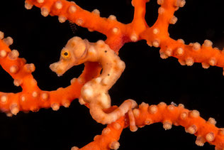Denise´s pygmy seahorse (1cm tall)