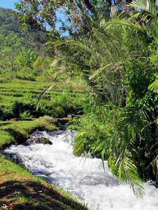 creek in the ricefields