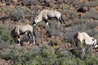 Karoo National Park Oryx Antilopen