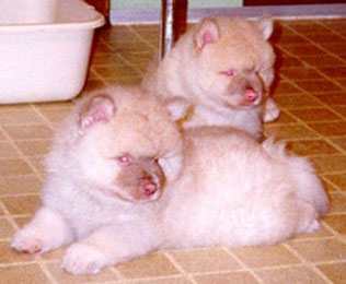 orange cream Keeshond white Wolfsspitz puppies