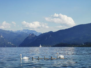Schwanenpaar mit fünf Jungen im Traunsee schwimmend mit Bergpanorama im Hintergrund.