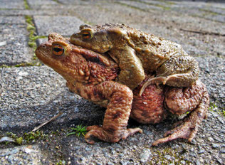 Männliche Erdkröten krallen sich oft schon auf dem Weg zum Gewässer ein Weibchen. (Foto: H. Schwarzentraub)