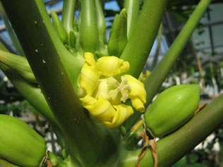 Carica papaya - Papaya