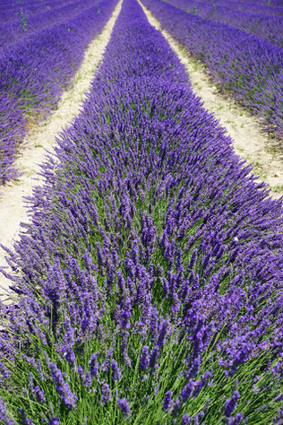 Lavendelfeld - reine Natur - Lavendel ist der grundstoff für ätheirhsce Öle, die beruhigend und stresssenkend wirken. Foto von Hans Braxmann - auf Pixabay