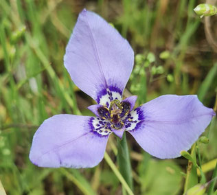 Ejemplar de Herbertia lahue