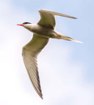 Aufgeflogene Flussseeschwalbe. - Foto: Kathy Büscher