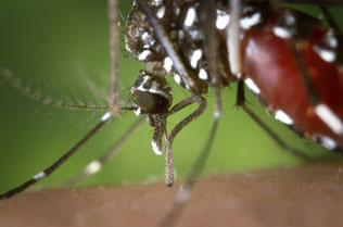 Mücken gelten als Hauptüberträger des Zika-Virus