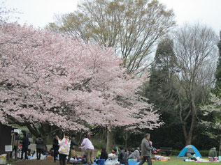 四季の森公園の桜