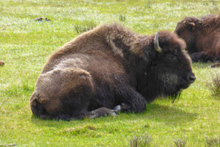 Bison at Yellowstone resting