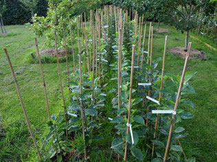 Apple seedlings during first season'of growth 