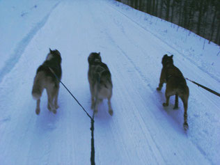 Dogtrekking Dogtrekking Dogtrekking Elbsandstein-Dogtrekking ESDT Harz-Dogtrekking