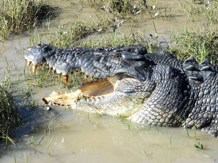 Crocodile marin, Northern Territory, Australie (photo ugo)