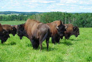 Bisongruppe in Kanada