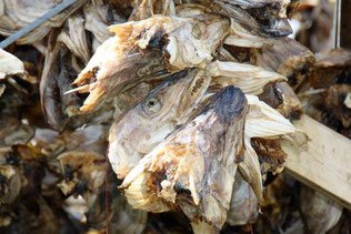 getrocknete Dorschköpfe