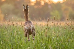 Wolf Reh Wild Nutzen Gleichgewicht NABU Düren