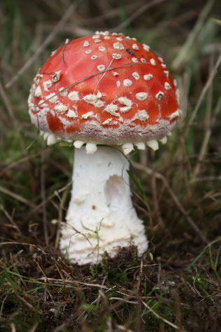 Der Fliegenpilz ist vermutlich der bekannteste Giftpilz. Andere sind wesentlich schwerer von essbaren zu unterscheiden und werden leider oft verwechselt. Foto: NABU/Lutz Wolfram