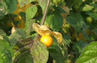 Biobeerengarten Hummel