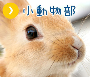 ペットシッター　小動物