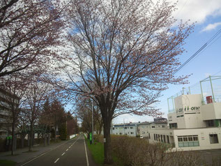 札幌市白石区栄通14丁目　桜　自然を大切に　e-arts（イーアーツ）横