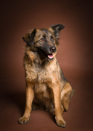 Hundeportrait im Studio in Villach, natürliche Tierfotografie mit neutralem Hintergrund und ruhiger Lichtführung