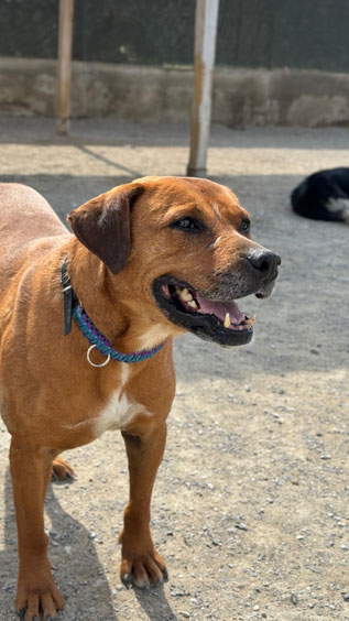 Ysara