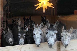 Eselwandern-Eifel-Petra-Landsberg-Bongard-NaturPur-Entschleuniger-Entschleunigung-Auszeit-Eseln-Geschichtsstraße-Gutschein-Geschenkidee-Waldübernachtung-Schäferwagen-Naturerlebnis-Abenteuer-Eselführerschein-Barsberg-Vulkaneifel-Altes-Forsthaus-Wanderroute