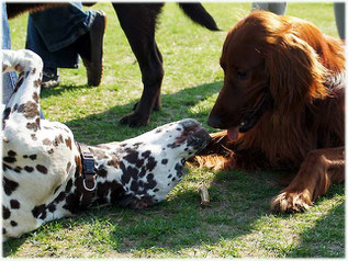 Damira vom Furlbach und Irisch Setter Yoda