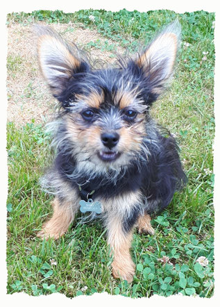 Chiot croisé Yorkshire à l'école pour chiots à Dax