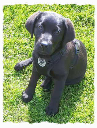 Chiot Labrador du Retriever à l'école pour chiots à Dax