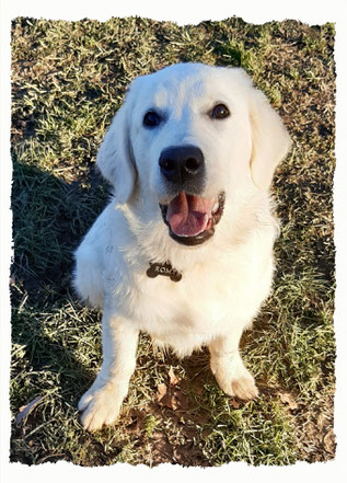 Chiot Golden Retriever à l'école pour chiots à Dax