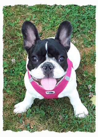 Chiot Bouledogue Français à l'école pour chiots à Dax