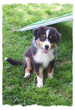 Chiot Berger Australien à l'école pour chiots à Dax