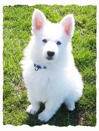 Chiot Berger Blanc Suisse à l'école pour chiots à Dax