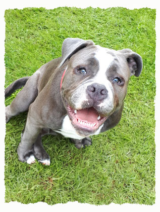 Chiot Old English Bulldog à l'école pour chiots à Dax